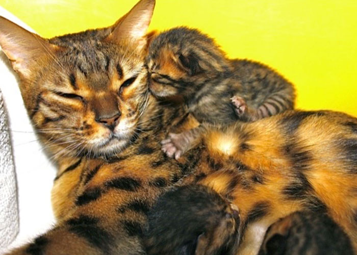 chat-femelle-bengal-et-chaton