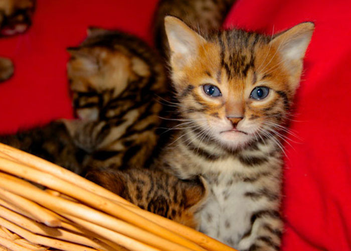 Chat du bengal Bordeaux