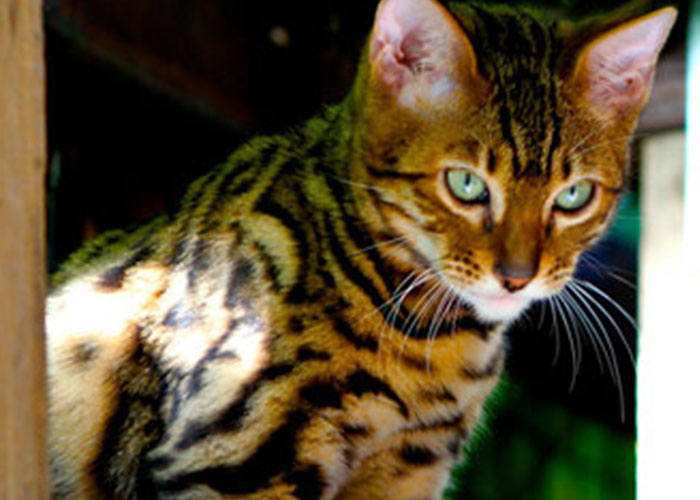 Chat du bengal à vendre Bordeaux